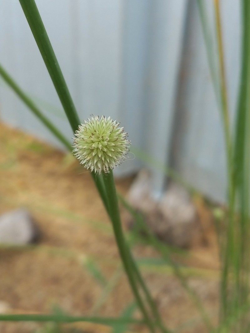 Peruvian Spikesedge photo 4