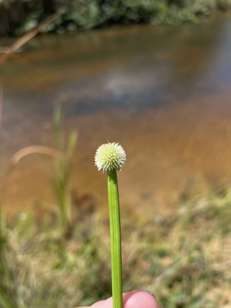 Peruvian Spikesedge photo 5