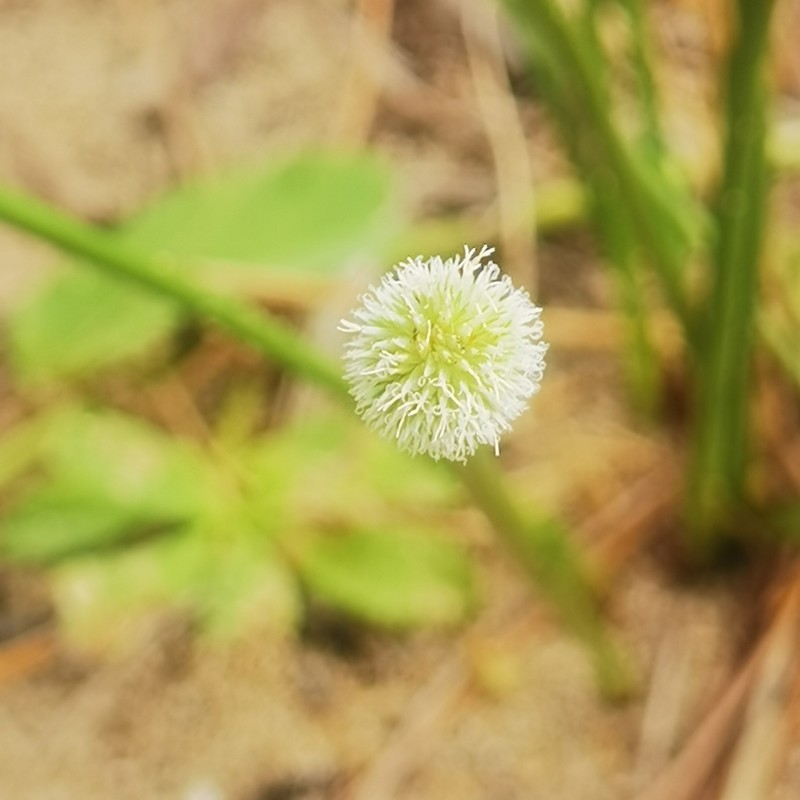 Peruvian Spikesedge photo 6