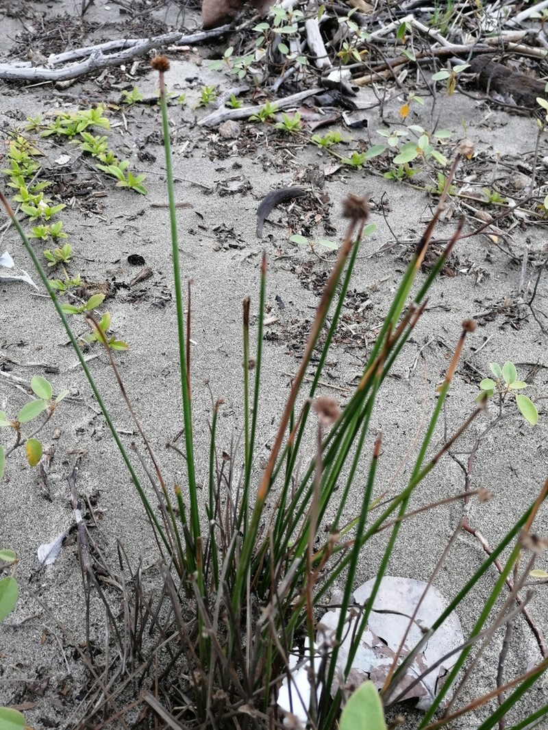 Peruvian Spikesedge photo 7