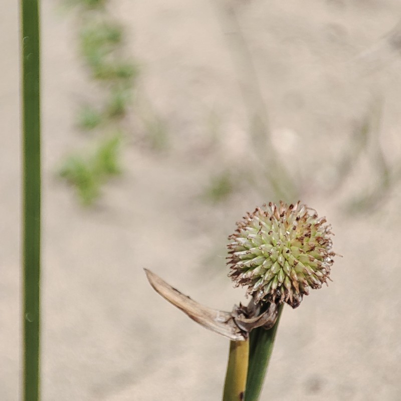 Peruvian Spikesedge photo 8