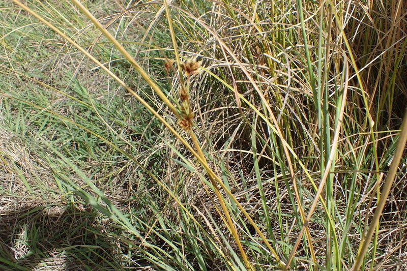 Sticky Flatsedge photo 2