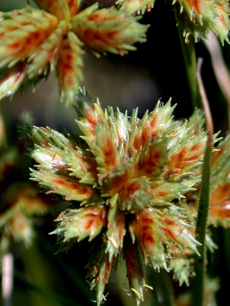 Sticky Flatsedge photo 3