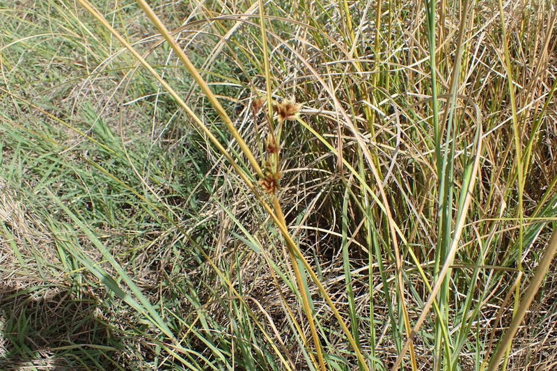 Sticky Flatsedge photo 4