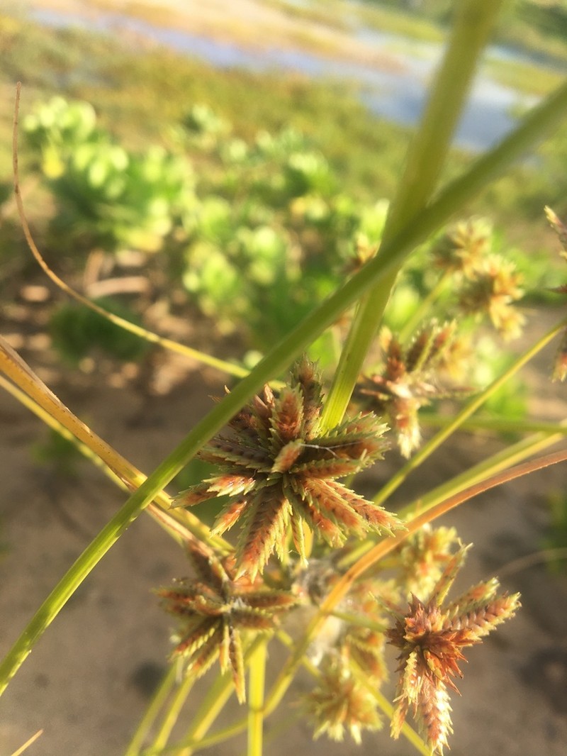 Sticky Flatsedge photo 5