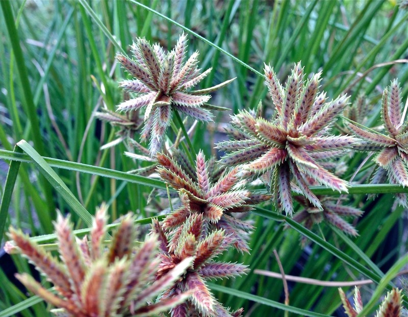 Sticky Flatsedge photo 6