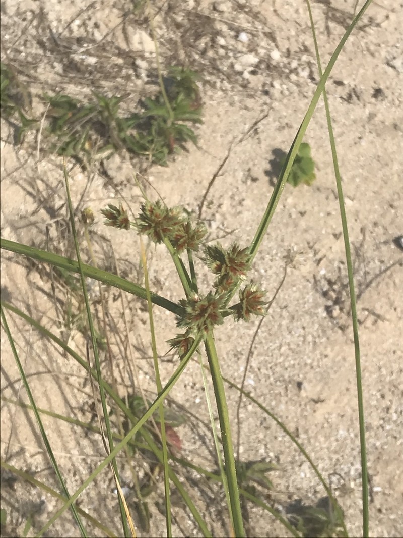 Sticky Flatsedge photo 7