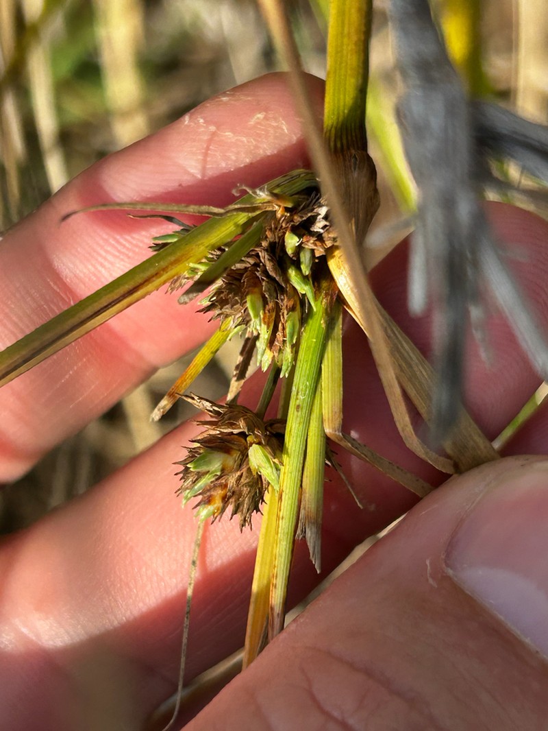 Sticky Flatsedge photo 8