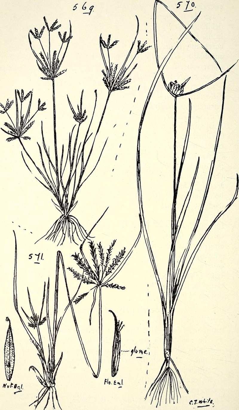 Australian Flatsedge