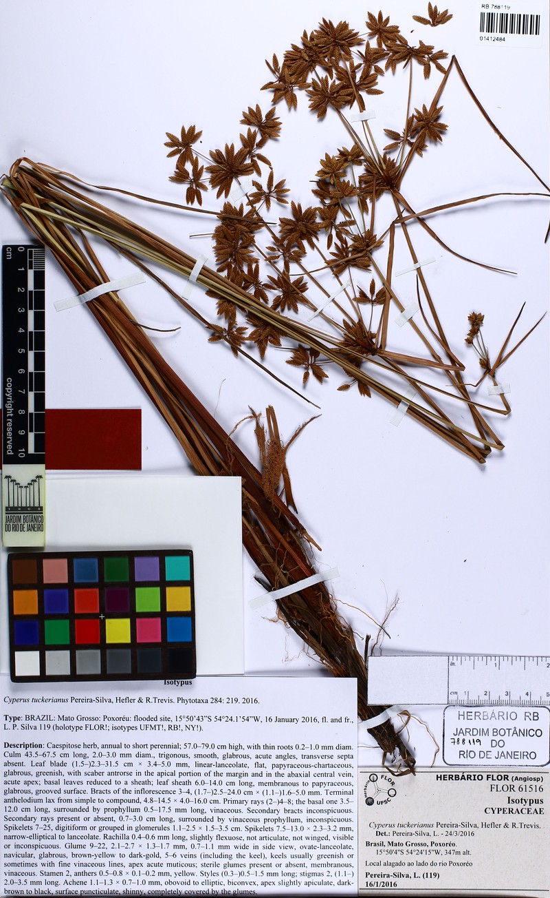 Cyperus tuckerianus