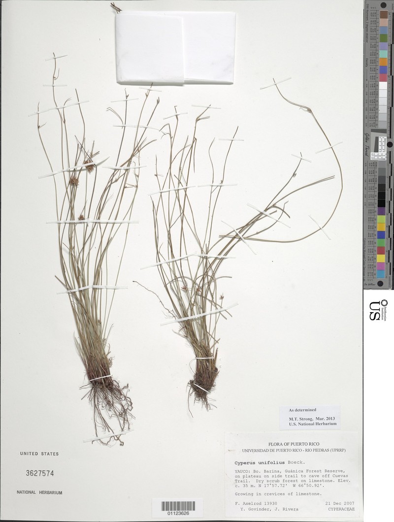 Caribbean Flatsedge