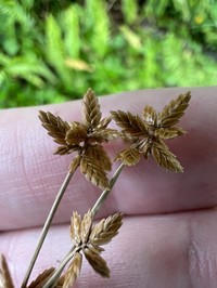 Uniola Flatsedge