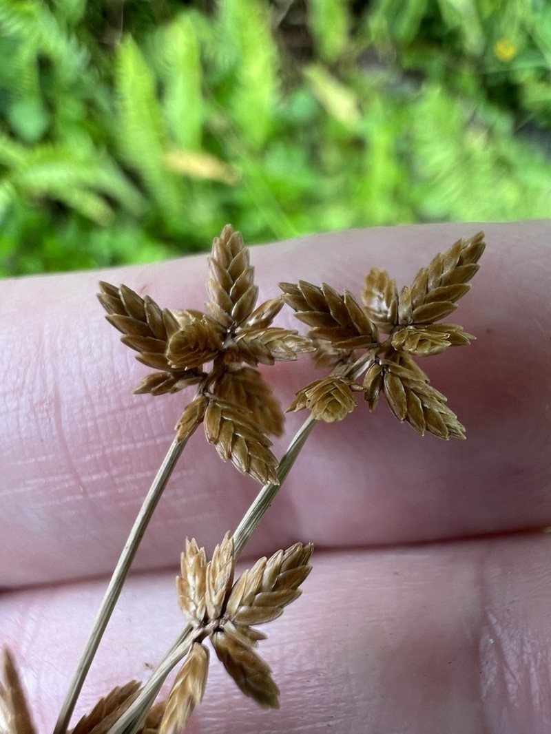 Uniola Flatsedge