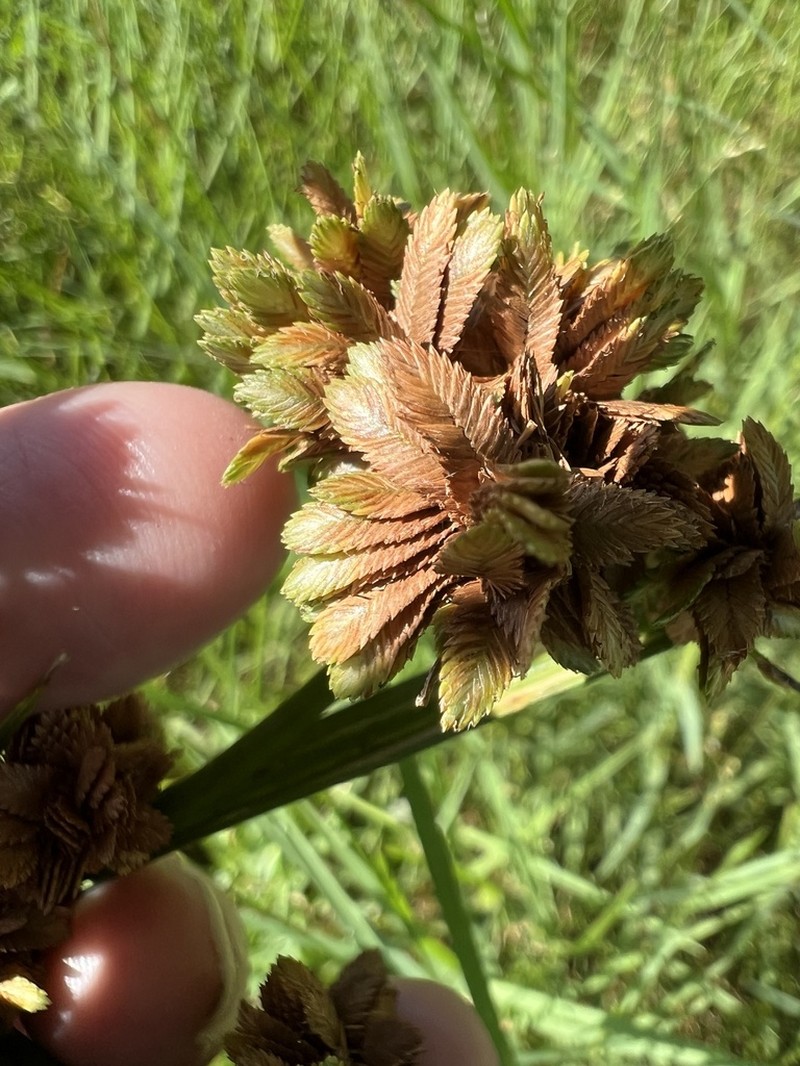 Uniola Flatsedge photo 2