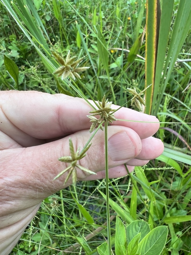 Uniola Flatsedge photo 3