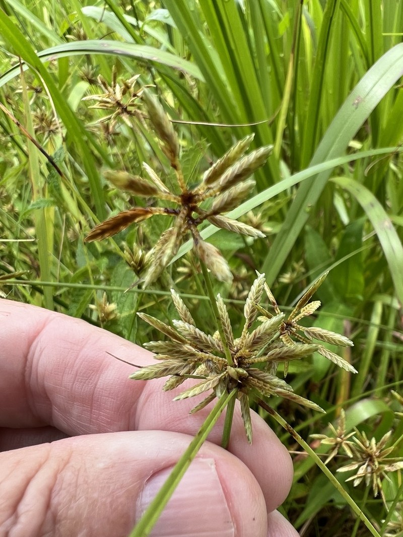 Uniola Flatsedge photo 4