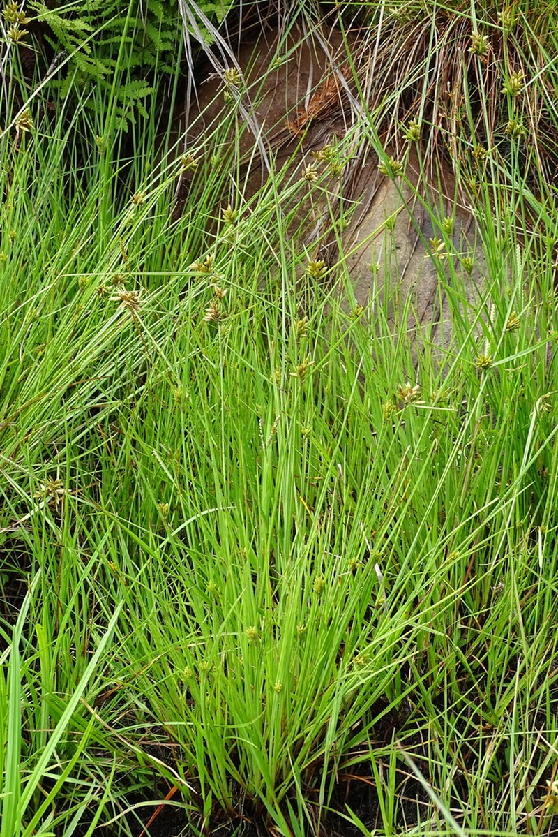 Uniola Flatsedge photo 5