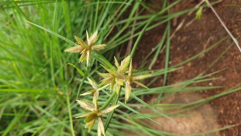 Uniola Flatsedge photo 6