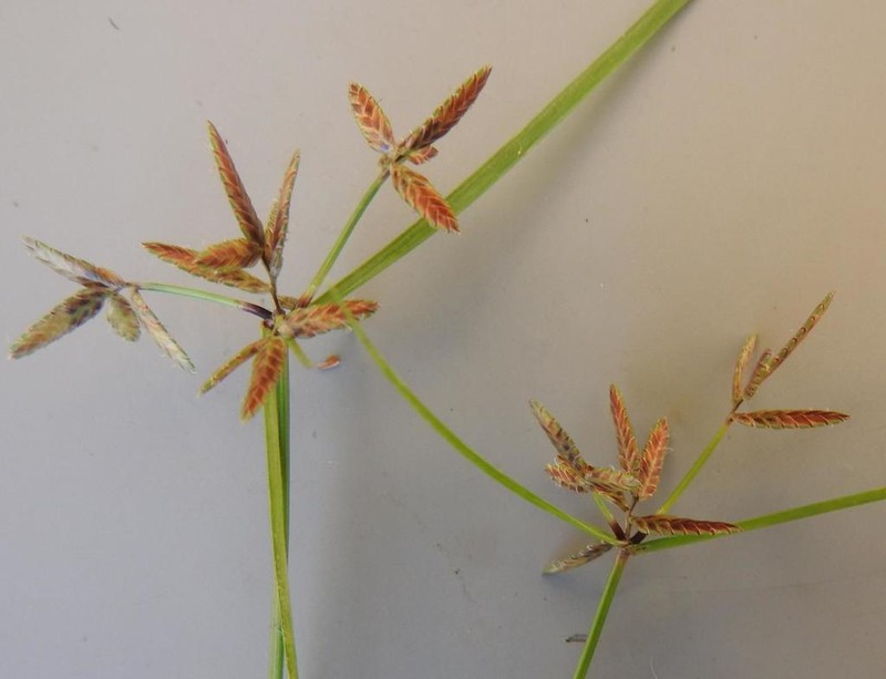 Uniola Flatsedge photo 7