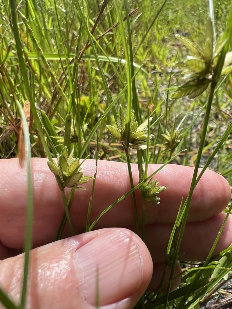 Uniola Flatsedge photo 8