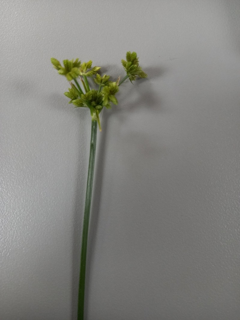Green Flatsedge
