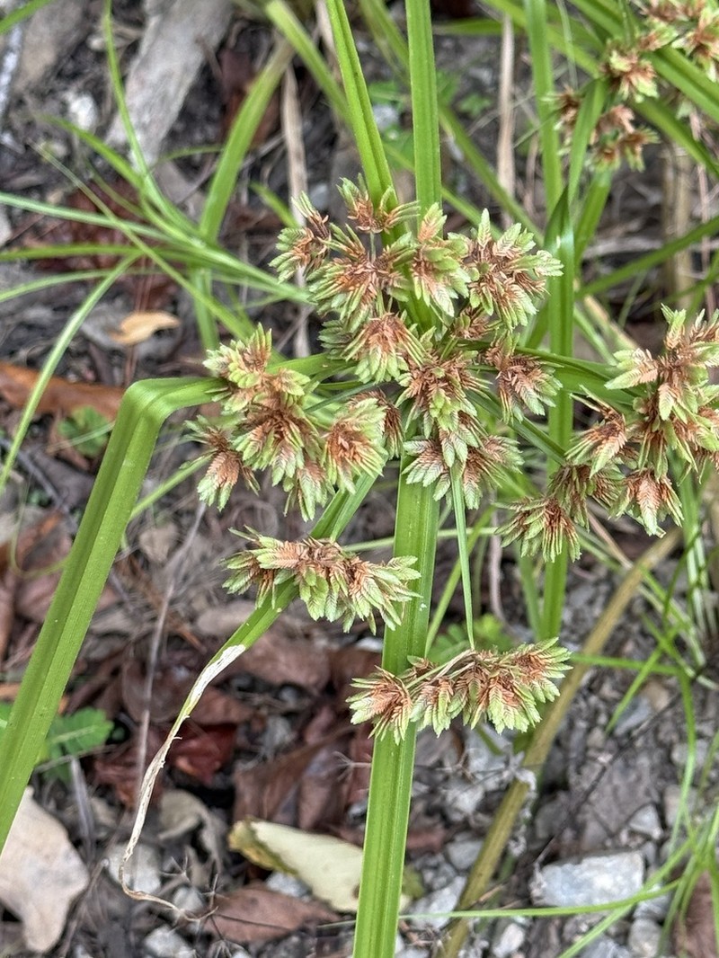 Green Flatsedge photo 2