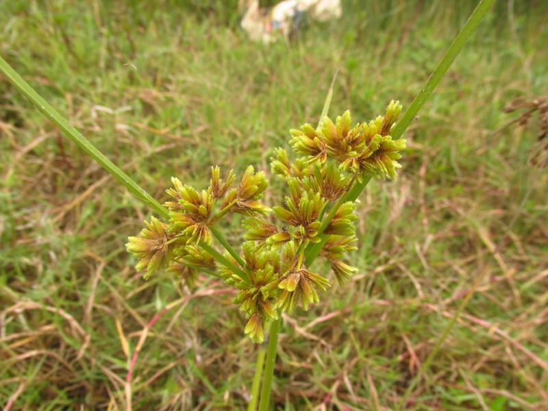 Green Flatsedge photo 3