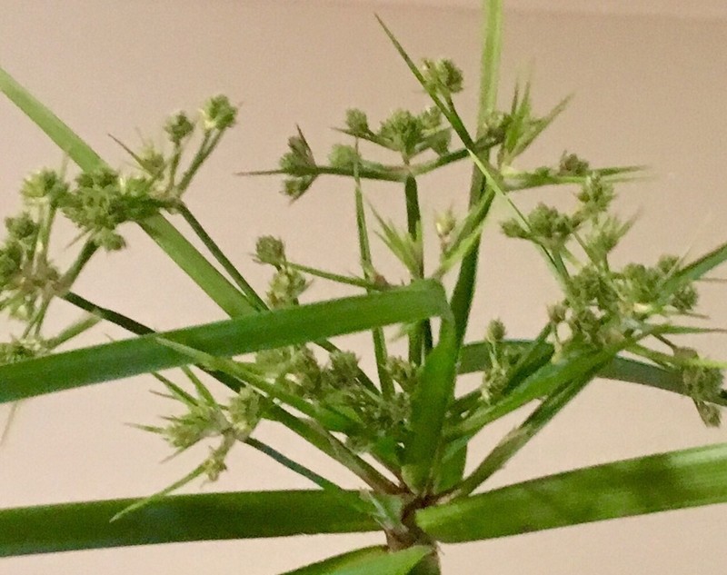 Green Flatsedge photo 4