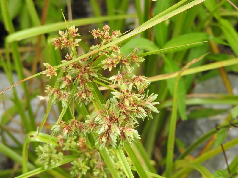 Green Flatsedge photo 5