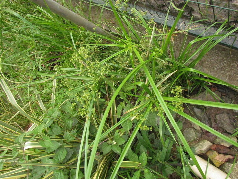 Green Flatsedge photo 6