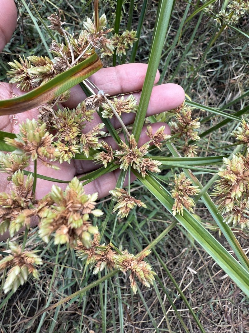 Green Flatsedge photo 7