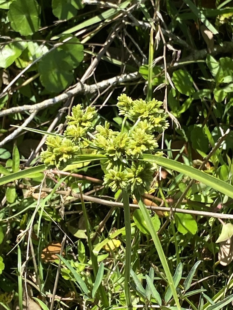 Green Flatsedge photo 8