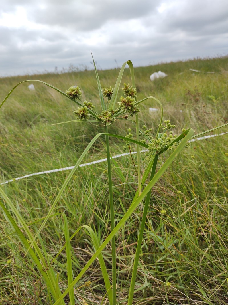 Cyperus virens var. virens