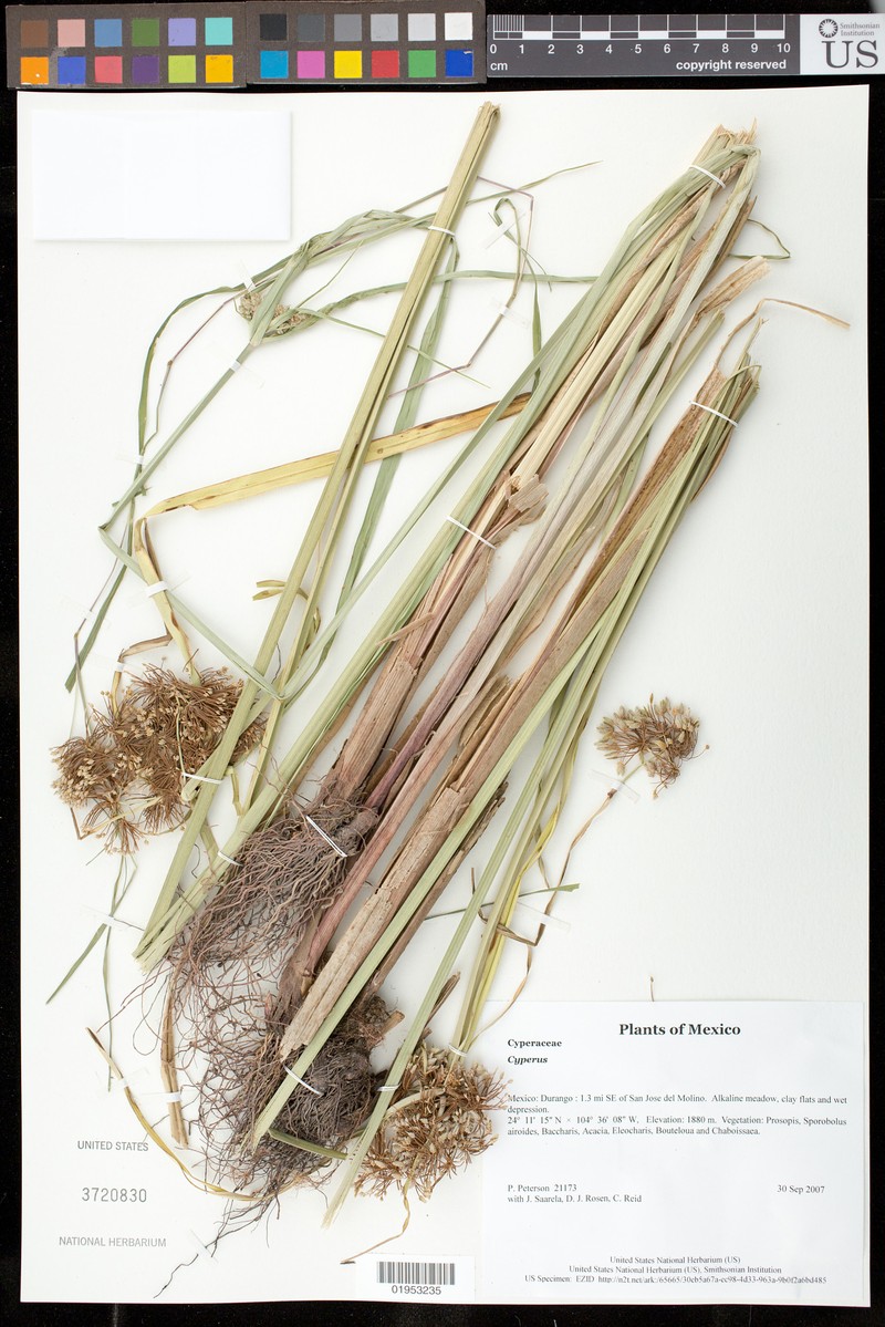 Cyperus virens var. virens photo 2