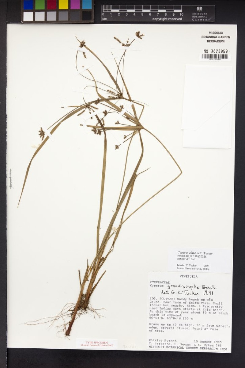 Cyperus zikae