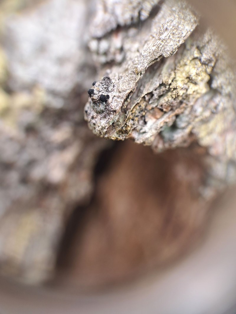 Soot Lichen