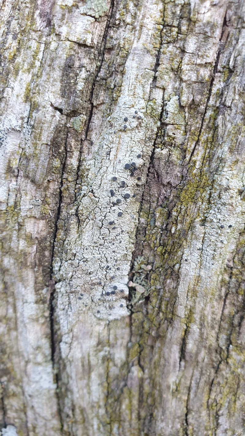 Soot Lichen photo 2