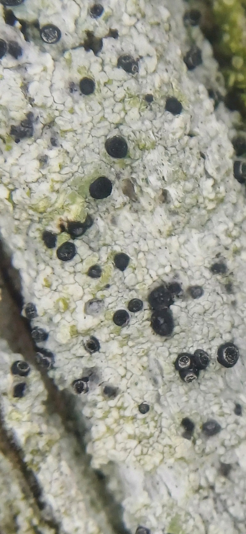 Soot Lichen photo 3