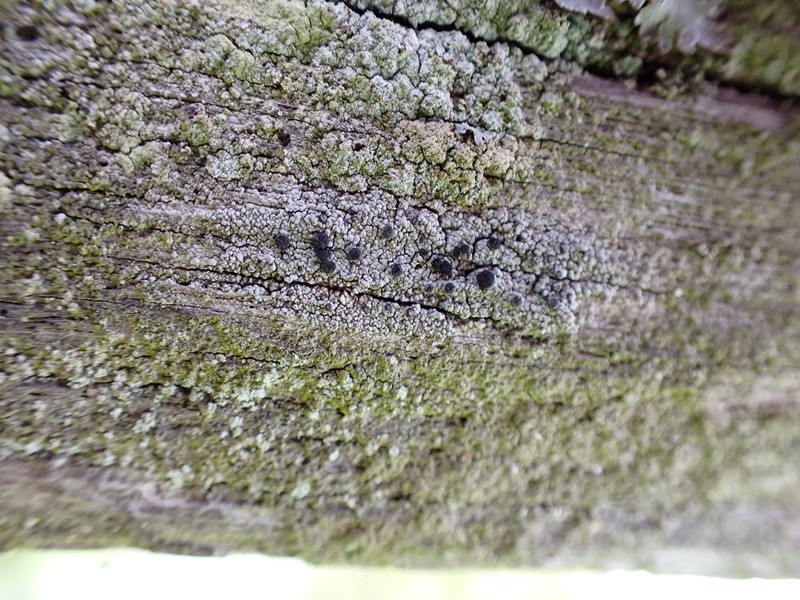 Soot Lichen photo 4