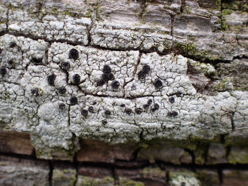 Soot Lichen photo 5