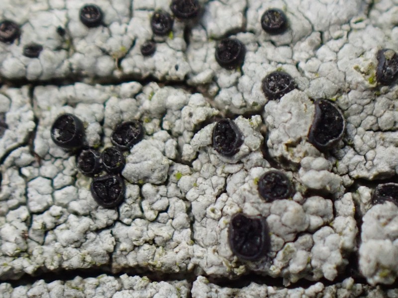Soot Lichen photo 6