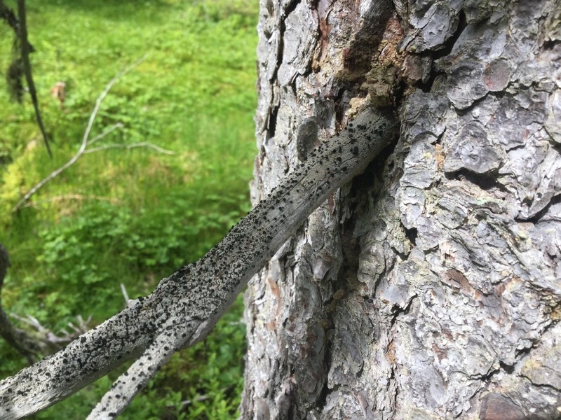 Soot Lichen photo 8