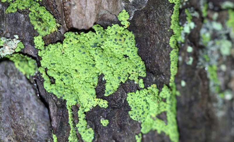Soot Lichen