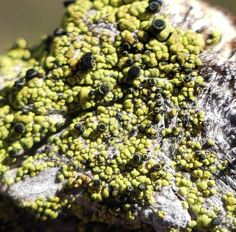Soot Lichen photo 2