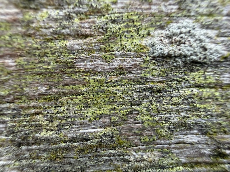 Notaris' Soot Lichen