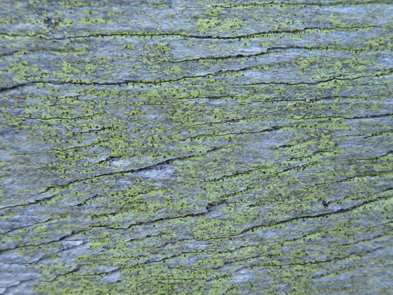 Notaris' Soot Lichen photo 2