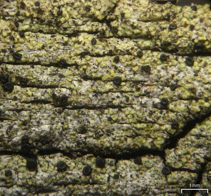 Soot Lichen
