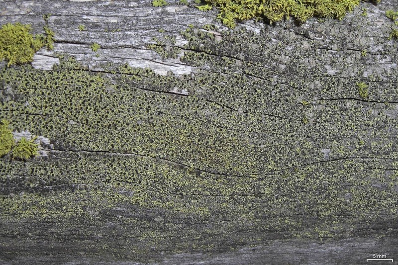 Soot Lichen photo 3