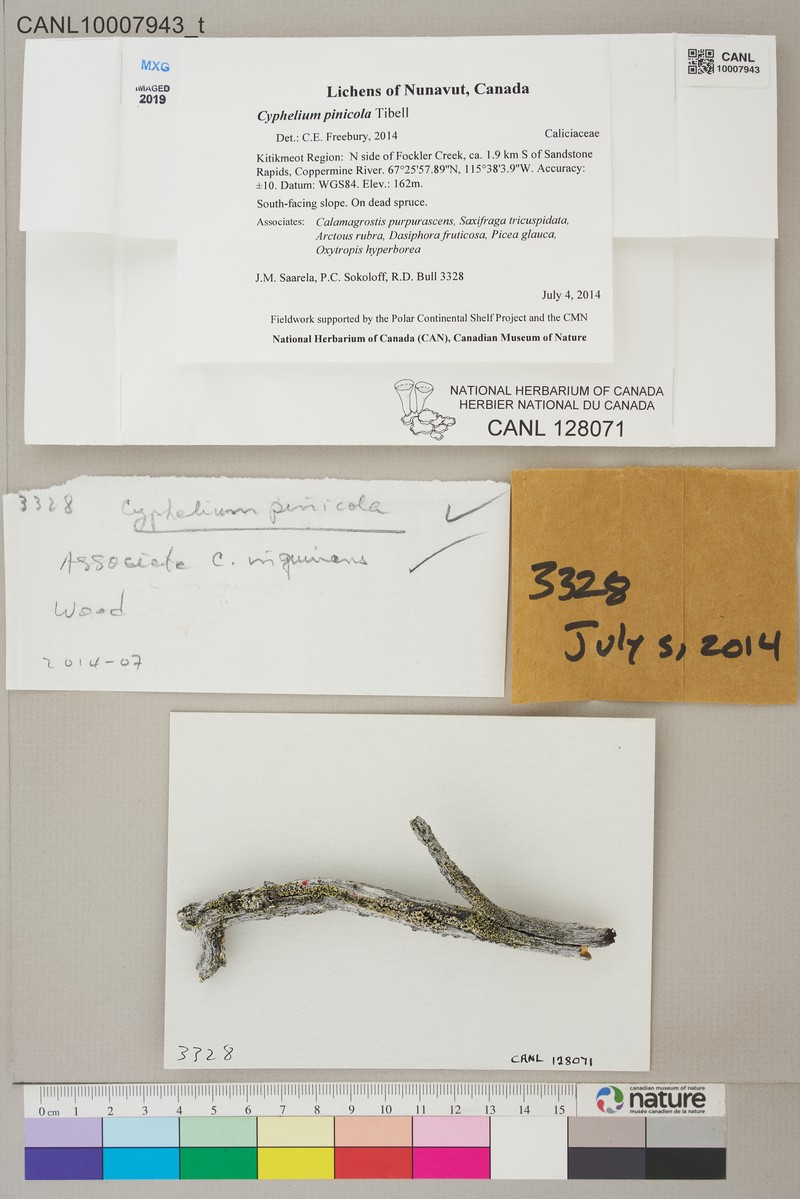 Soot Lichen photo 6