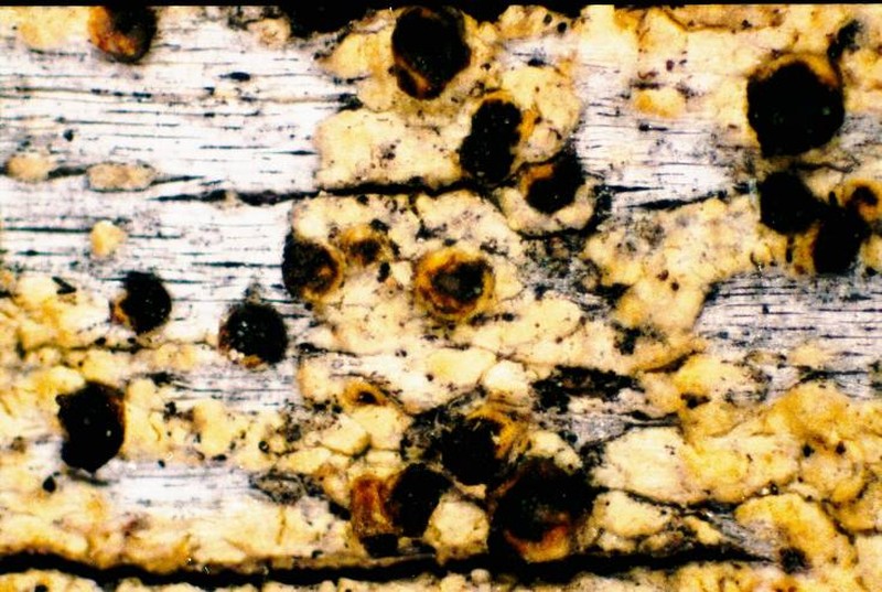 Soot Lichen